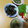 よちりん's cooksnap of when they made 簡単★生ワカメの生姜炒め★大量消費.
