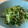 アクティー☆€€€€'s cooksnap of when they made 水菜と大葉のはちみつ梅あえ.