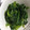 クック2H9MD0☆'s cooksnap of when they made ほうれん草のごま和え.
