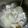あんこだよ。's cooksnap of when they made ほくほく手羽元とほろほろ大根の出汁煮.