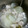 あんこだよ。's cooksnap of when they made ほくほく手羽元とほろほろ大根の出汁煮.