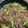 ヒロのヨシエ's cooksnap of when they made たっぷり新玉ねぎと牛肉のトロントロン煮.