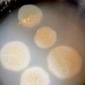 ♪ゆかたん♡'s cooksnap of when they made 米のとぎ汁で茹でた味しみ大根.
