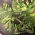 大阪のちゃーちゃん's cooksnap of when they made 新玉ねぎシャキシャキ！鶏胸肉の味噌バター.