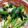 ＪＵＮちゃン's cooksnap of when they made 超簡単　クレソンと油揚げのおひたし.