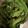 クック766L8K☆'s cooksnap of when they made いんげんのごま和え.