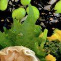 パンコパンダ's cooksnap of when they made ひじきご飯☆稲荷寿司.