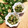 2880naaao's cooksnap of when they made 作り置き♪オクラの胡麻和え♪.
