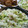 クリーピングタイム☆'s cooksnap of when they made 紫蘇の実漬物と天かすの混ぜ御飯.
