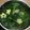 Yokchina's cooksnap of when they made 麩とほうれん草の味噌汁.