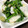 クック0CN3Y2☆'s cooksnap of when they made ささみとキュウリの梅わさび和え.