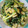 307号室's cooksnap of when they made 行者ニンニクの卵とじ.