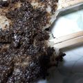 mamegorota's cooksnap of when they made あぶらえ（えごま）の五平餅.