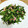 なっち1228's cooksnap of when they made くきたち菜とベーコンのにんにく炒め.