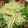 クック7FNN0F☆'s cooksnap of when they made やみつき天かす水菜サラダ　.