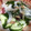 ハラクン's cooksnap of when they made 【学校給食】人気の海藻サラダ.
