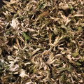 米の華's cooksnap of when they made ヨモギ茶.