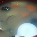 あゆたっくん's cooksnap of when they made 大和しじみとじゃがいもの味噌汁.