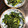 ミッキーこむぎ's cooksnap of when they made 簡単 ほうれん草の胡麻和え.