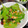 ルぴあ's cooksnap of when they made ベビーリーフ かいわれ 胡桃 前菜サラダ.