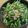 ★ころんたん★'s cooksnap of when they made やみつき天かす水菜サラダ　.