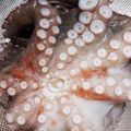 沙良波's cooksnap of when they made タコの塩揉み.
