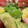 クックK2BCPA☆'s cooksnap of when they made まぐろとアボカドのわさびマヨネーズ.