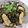 トムやんち's cooksnap of when they made 春の野菜「おこぎ」（うこぎ）のひき肉炒め.