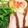 えみゾー☆'s cooksnap of when they made 〇豚ももチャーシュー.