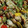 yamame6jp's cooksnap of when they made 簡単 ブダイのアクアパッツァ.