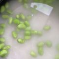 はらたら's cooksnap of when they made 炊飯器にポンでグリンピースごはん.