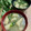 2880naaao's cooksnap of when they made ほうれん草と薄揚げの味噌汁.