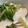 ラクラクダ's cooksnap of when they made 塩：砂糖＝1：６の◯◯漬け♪.