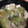 Miaaaaaaam's cooksnap of when they made 簡単☆レタスとしめじのスープ.