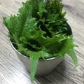 みりん調味料's cooksnap of when they made 大葉の冷蔵保存・冷凍保存♬.