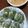 ameうめ's cooksnap of when they made 草餅を作る♪♪♪.