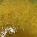 まりべい's cooksnap of when they made レンジで簡単甘夏ゼリー.