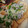 やまきょろちゃん's cooksnap of when they made 釜揚げしらすと葱のきつねピザ.