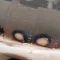 おかずさん88's cooksnap of when they made 黒豆＆煮汁の寒天ゼリー.