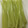 もりもり1187's cooksnap of when they made 蕗の茹で方.