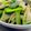 クック4GVAPY☆'s cooksnap of when they made ごま香る♪うるいの醤油炒め.