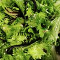 ぎんの助's cooksnap of when they made 無限わさび菜.
