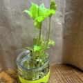Sa〜ちゃん's cooksnap of when they made 捨てないで育てる★簡単三つ葉栽培.