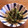 さんどらもん's cooksnap of when they made 春の逸品♡たらの芽のおひたし（ごま和え）.