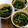 チコリママ's cooksnap of when they made ちょっぴり手抜きなほうれん草の胡麻和え.