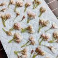 Lake☆Erie's cooksnap of when they made 桜の花の塩漬け(ソメイヨシノ).