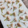 Lake☆Erie's cooksnap of when they made 桜の花の塩漬け(ソメイヨシノ).