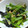 もるむ's cooksnap of when they made きくらげと小松菜のたまごとじ.