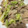 りなゆうと's cooksnap of when they made 豚こま肉で簡単！しょうが焼き！！.