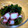 ayayahoney's cooksnap of when they made 簡単！タコとワカメの酢の物.